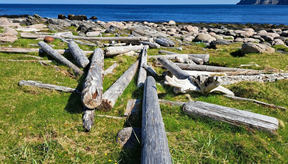Dette er tømmer fra de store russiske skogene som har havnet på land i Nord-Norge. Havisen i Arktis frakter stokkene over enorme avstander.