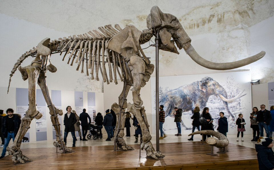 Dette mammutskjelettet er over 4 meter høyt.