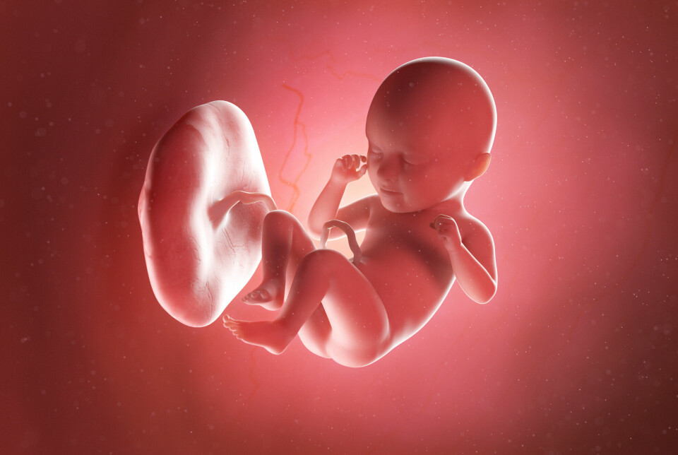 Morkaken er et organ som vokser i livmoren og er festet til fosteret med navlestrengen.
