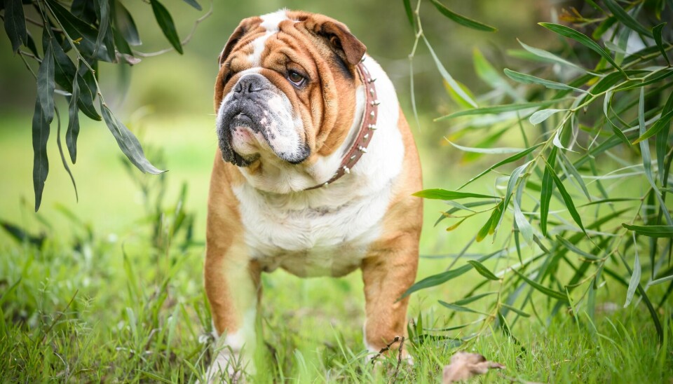 Avl på engelsk bulldog vil fortsatt være tillatt. Rasen har i dag pusteproblemer og får lett luftveislidelser, sier professor.