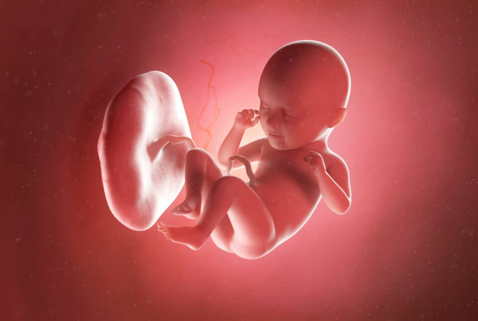 An image of a foetus inside a placenta, showing the umbilical cord.