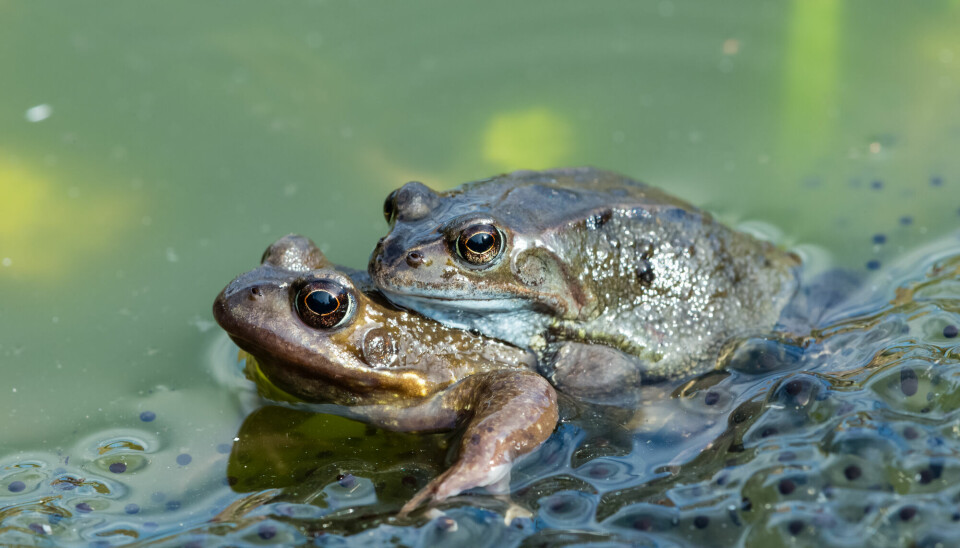 Når hann-frosken vil pare seg med hunn-frosken, setter han seg på ryggen hennes.