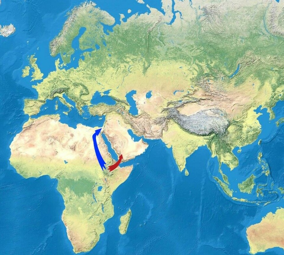 Menneskene flyttet ut av Afrika langs to ruter. Den røde pilen går over fra dagens Etiopia og Eritrea, via Rødehavet til det som i dag er Jemen. Den blå pilen viser den nordlige ruten gjennom dagens Egypt over til det som i dag er Jordan. Der var det mulig å gå over land.