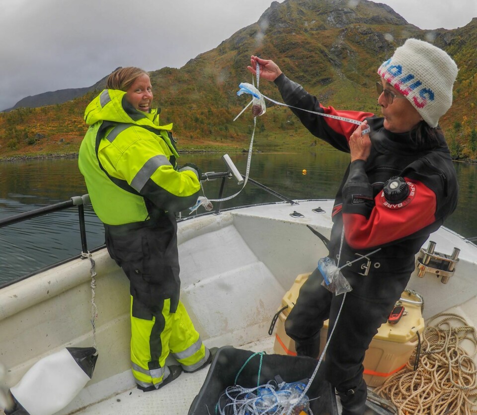 Forskerne Maia Røst Kile og Eli Rinde kartlegger de store ruglbunnsengene i Jøfjorden på kysten av Finnmark.