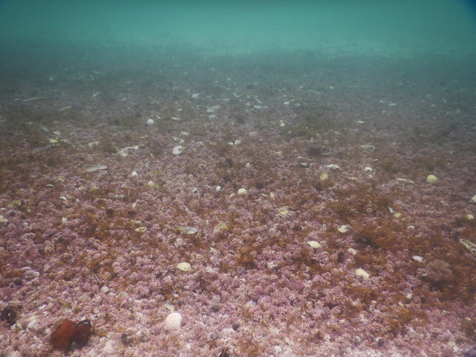 Ruglbunner består av store ansamlinger korallignende klumper som dannes av ulike arter kalkalger. Her ser vi stor ruglbunnseng ved Vega på Helgeland i Nordland.