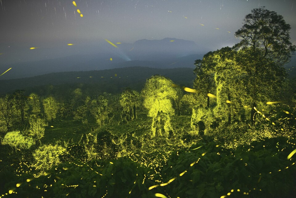 Dette bildet er en kombinasjon av flere bilder. Slik fikk fotografen hele skogen til å lyse opp.