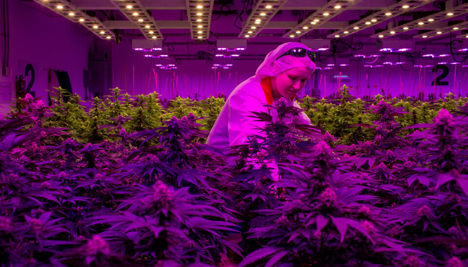 Det er nær 1000 lovlige produsenter av marihuanaplanter og -produkter i Canada. De selger til 3600 cannabis-butikker over hele landet.