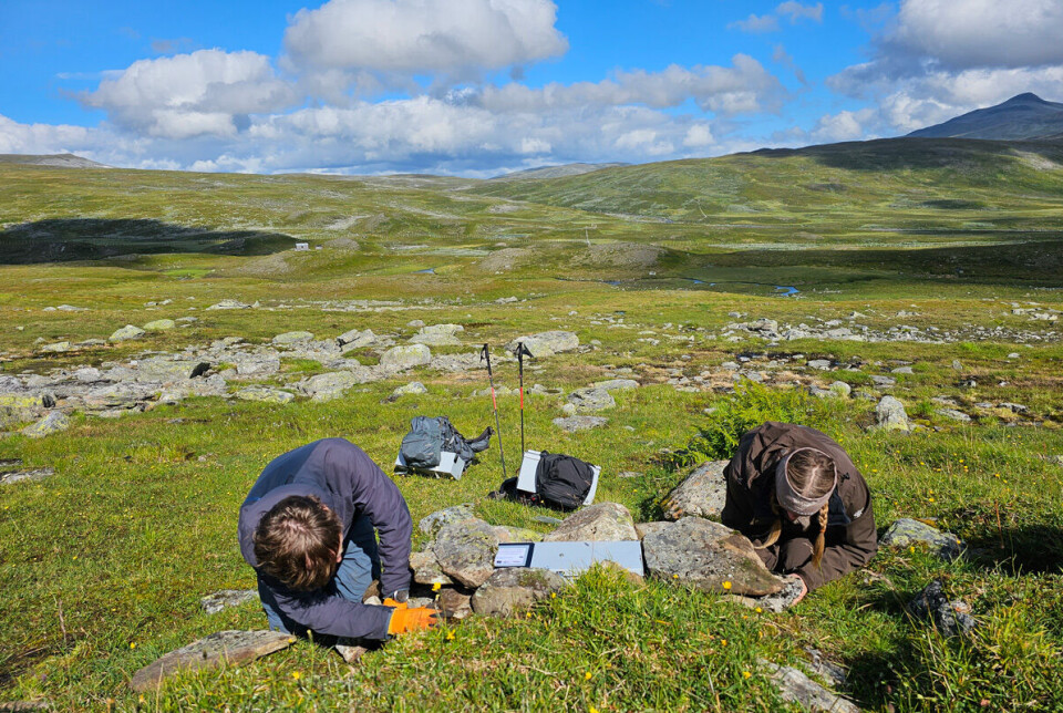 En kamerafelle installeres i Børgefjell av forskerne Eivind Flittie Kleiven og Nina E. Eide. Fellene steines inn for å sikre at de står stødig og for å hindre at snø drifter inn og dekker til linsa på kameraet inne i fella.
