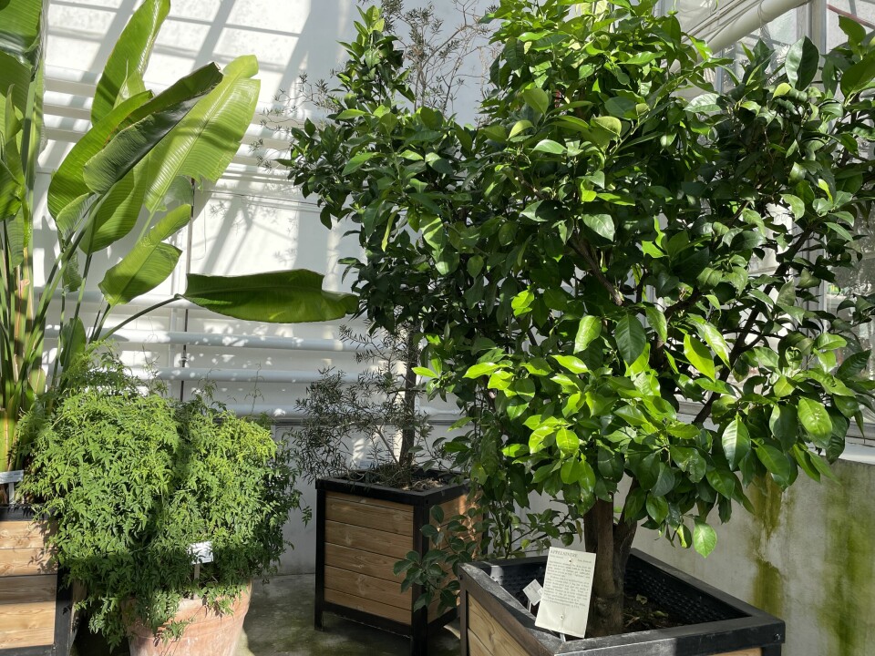 Her ser vi noen av plantene som bor i Palmehuset, helt foran er et appelsintre.