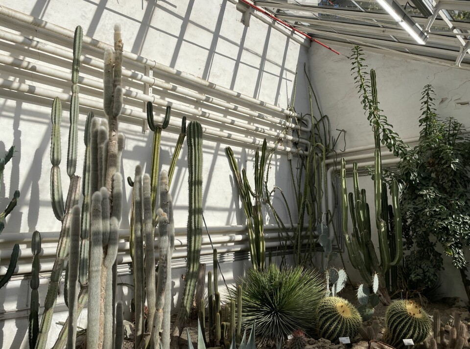 Store kaktuser preger ørkenrommet.