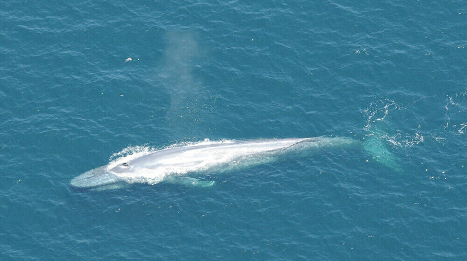 A blue whale in the Santa Barbara Channel off of California, USA. This area is a marine sanctuary, but elsewhere along the California coast, whales are at risk of ship strikes.