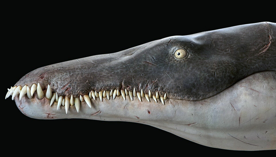 En modell av pliosaurus viser hvordan kjeven kan ha sett ut.