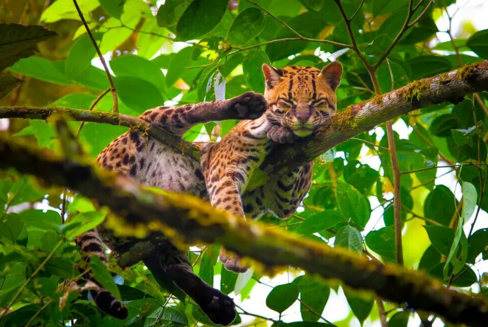 En av mange utrydningstruede arter i Amazonas er nordlig tigerkatt, Leopardus tigrinus.