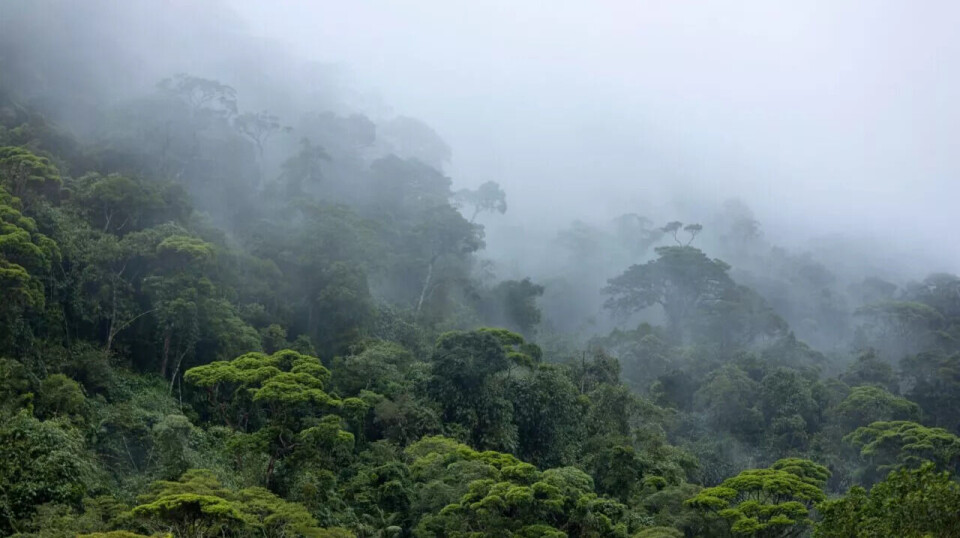 Amazonas kan virke vill og ugjennomtrengelig, men arkeologien avdekker stadig flere rester av bosetninger og til og med jordbruk midt i skogen.