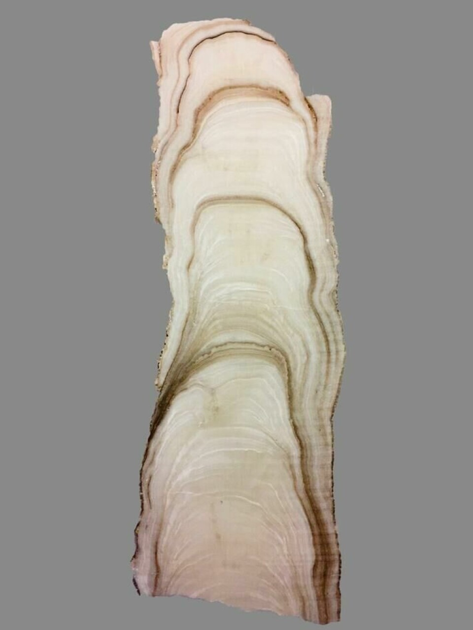 Dripstone cut in two lengthwise, showing the different growth layers.