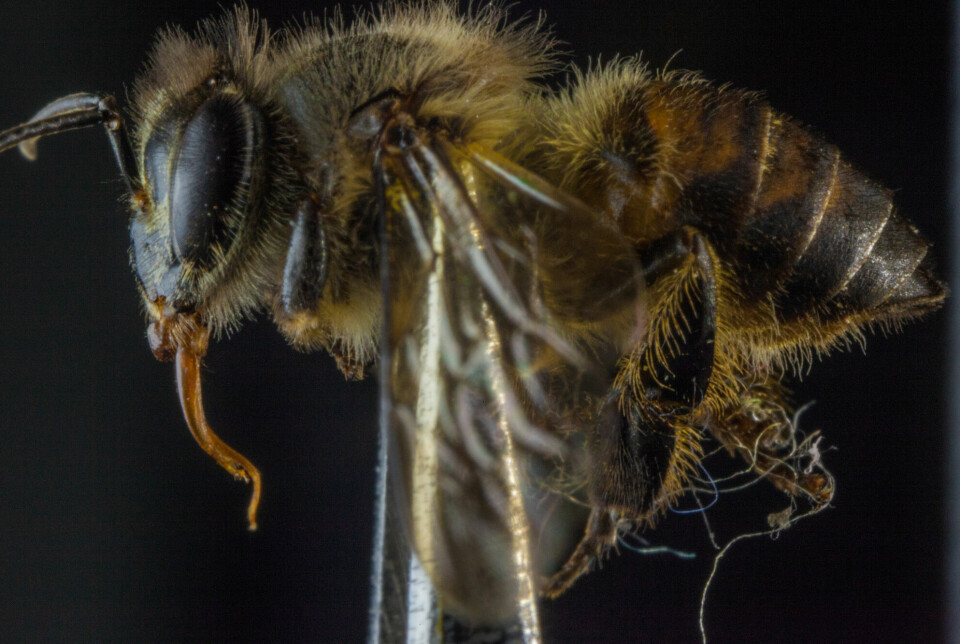 En skikkelig geip. Denne honningbien må også ha lang tunge for å nå inn til nektaren i blomstene.