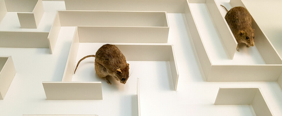 I et nytt eksperiment gikk rottene gjennom en virtuell labyrint.
