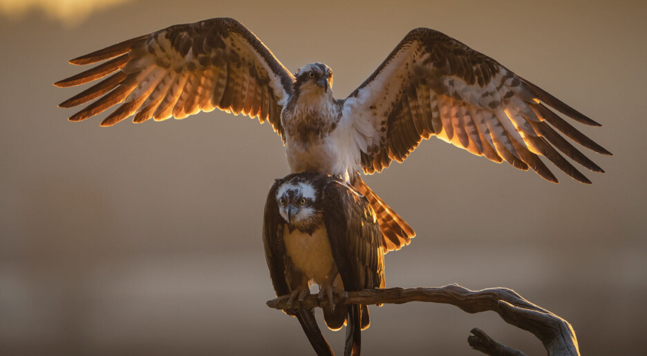 Fuglelivet er mer truet enn noen gang