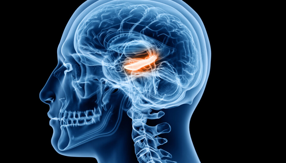 Hippocampus er en del av hjernen som blant annet styrer kortidshukommelse og det at vi greier å finne fram til dit vi skal. Hippocampus er en del av hjernen som blant annet styrer kortidshukommelse og det at vi greier å finne fram til dit vi skal.