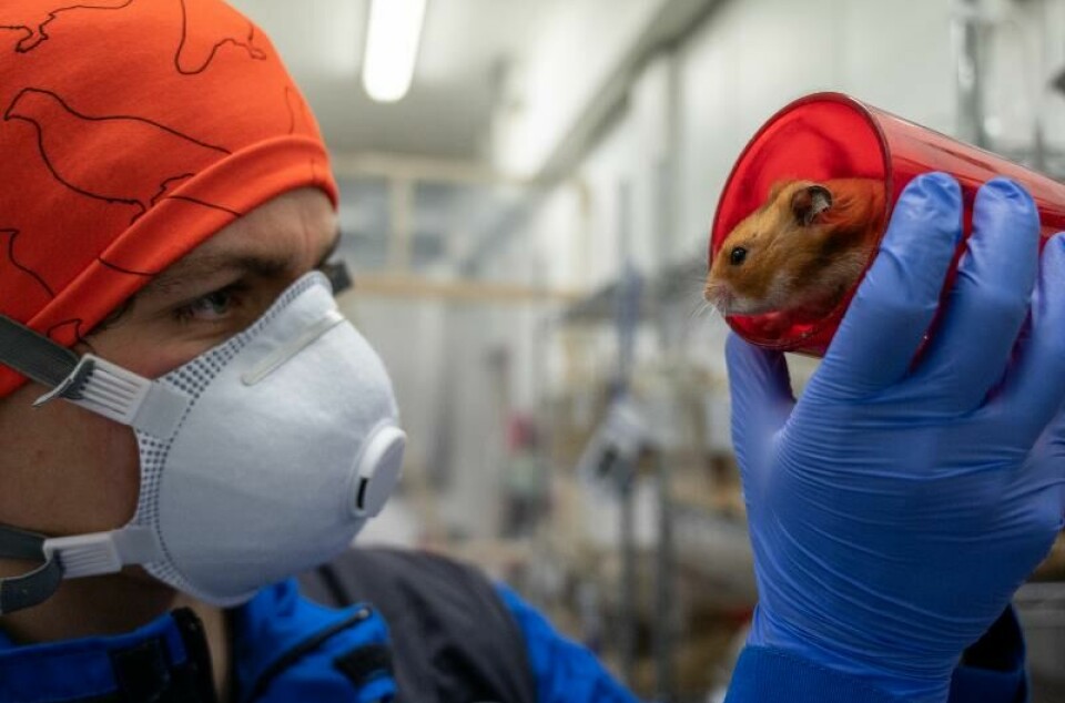 Vebjørn Melum på laben med en av hamstrene han forsker på.