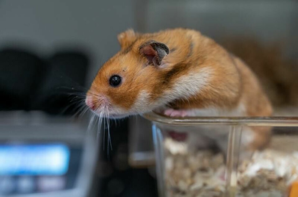 Kanskje denne hamsteren kan bidra til å utvikle medisin- og romfartsfeltet?