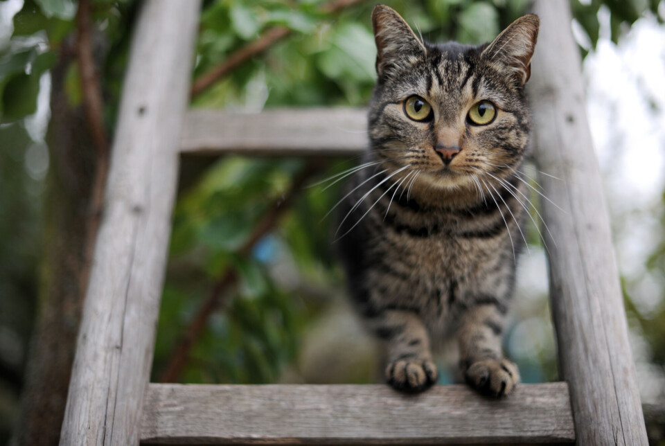 Katter er svært selvstendige individer, og selv om de får mat hjemme, vil mange av dem jakte.