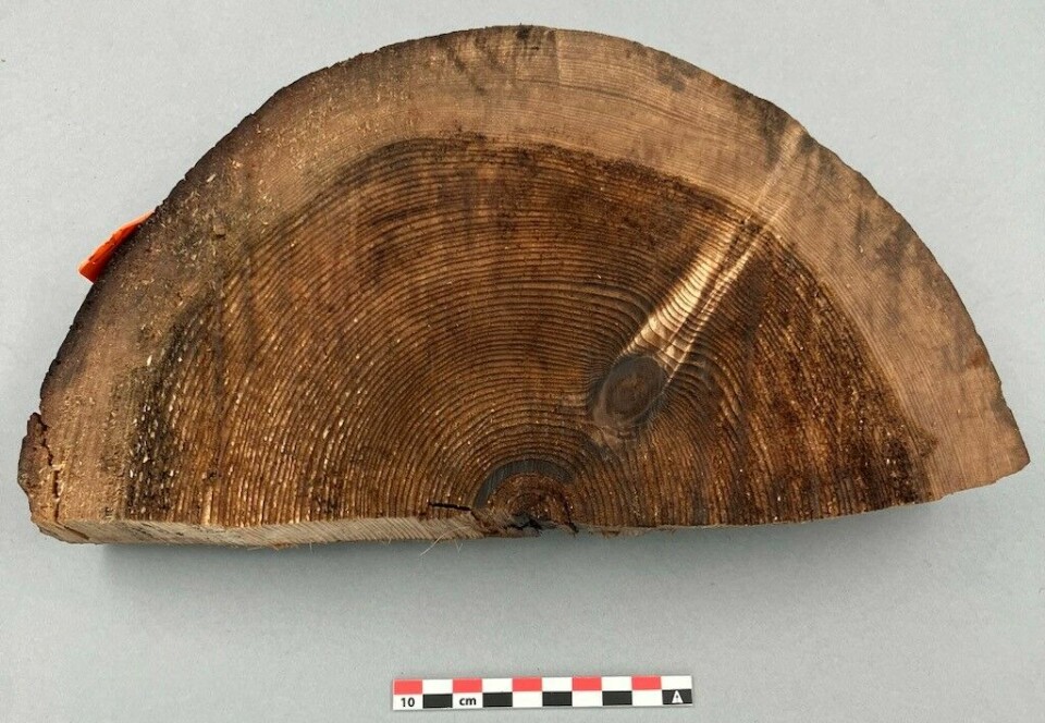 15 slike biter av kongsbrygga ble sendt til dendrokronologisk undersøkelse. 13 av dem var fra trær felt i 1287-88, de siste to ble datert til et par år tidligere.