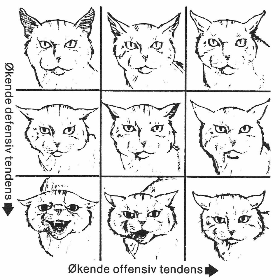 Her ser man en katt med økende offensive signaler øverst mot høyre og økende defensive signaler nedover til venstre, samt blandinger.