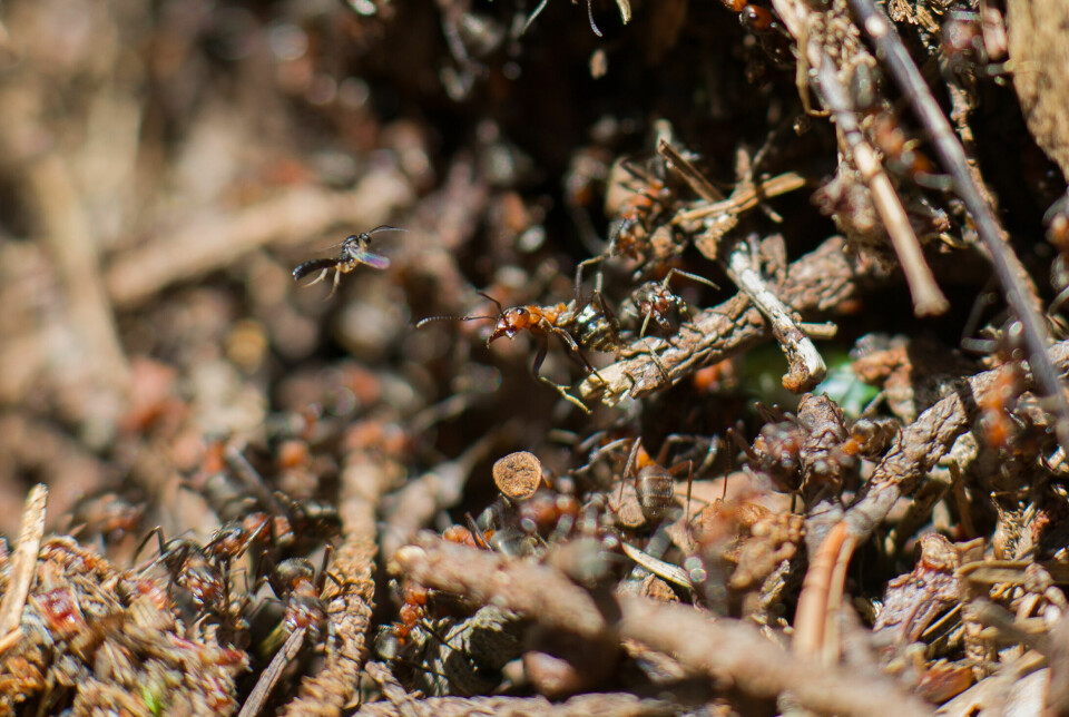 En maurparasittveps som prøver å legge egg i en maur bakfra.