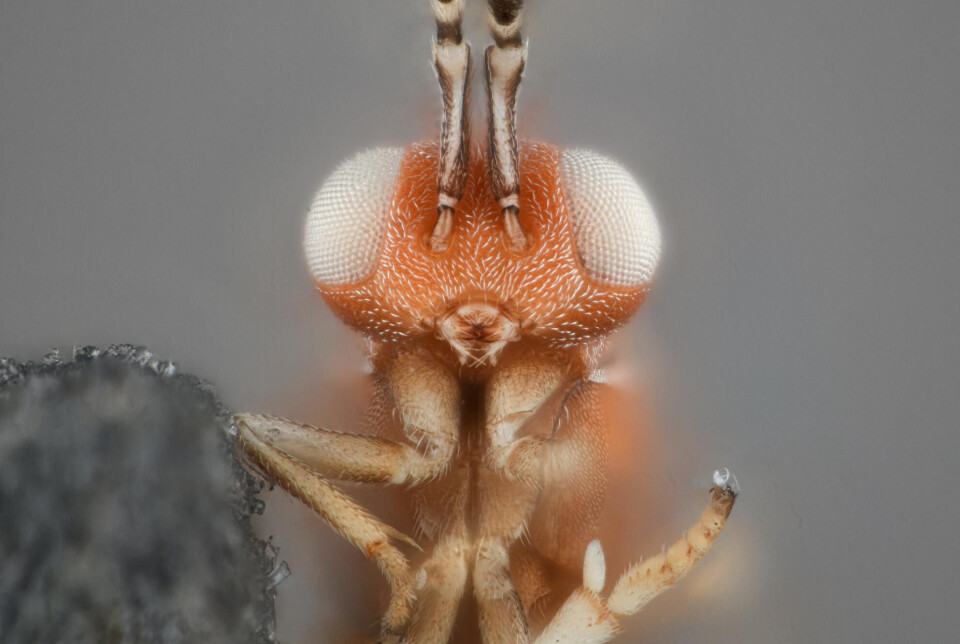 Dusmetia pulex.