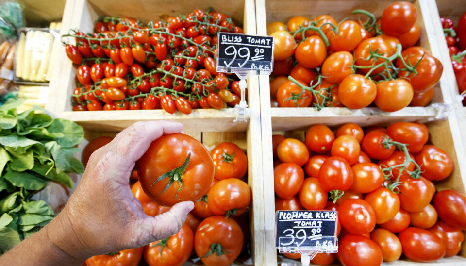 Du spiser mer bærekraftig om du ser etter utenlandske tomater enn norske, ifølge samfunnsøkonom.