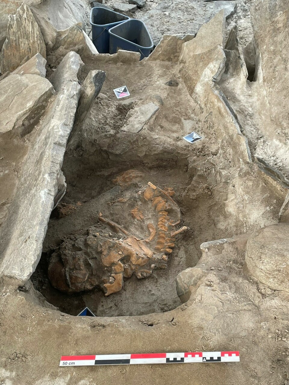 Dette er skjelettet til den gamle mannen. Hans er antagelig det eldste komplette skjelettet i graven, ifølge Smiarowski.