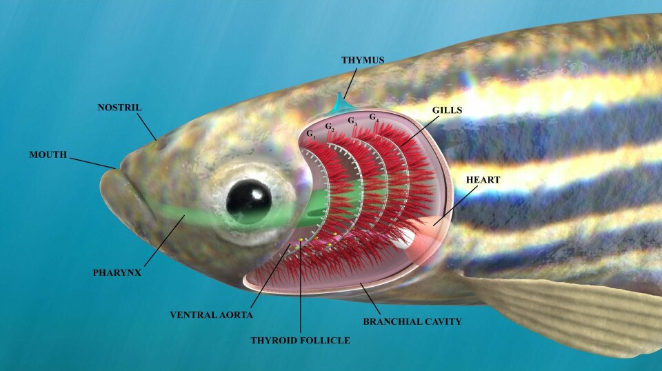 Artistic illustration of the branchial cavity of an adult zebrafish as observed from the side.