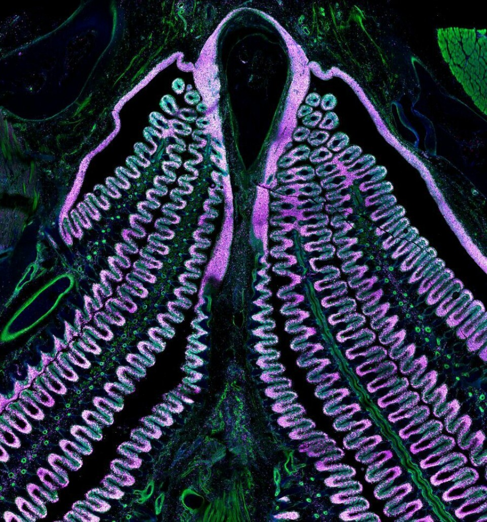 Lymphoid architecture of the branchial cavity of a crucian carp. The microscopic image shows the NELO structure above the gill arches, demonstrating the strong unity between NELO and the lymphoid tissue in the gills. Cell nuclei are blue, actin is green, and lymphocytes are magenta.