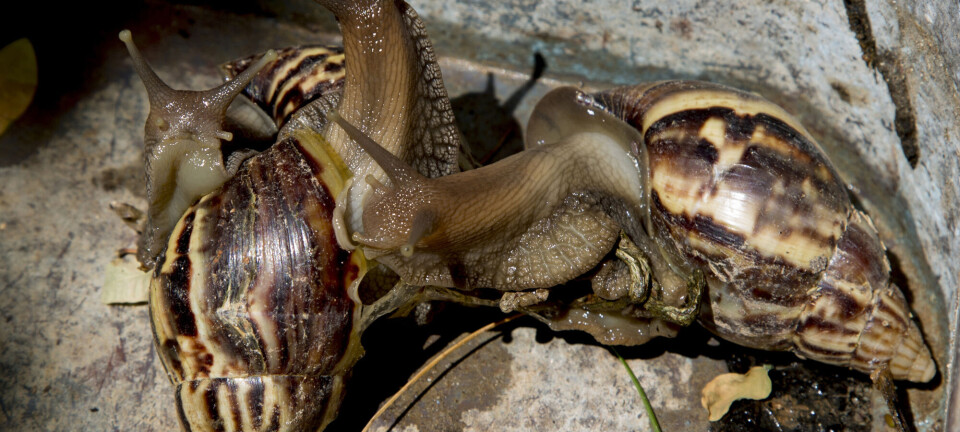 Kjempesnegler kan være farlige som kjæledyr