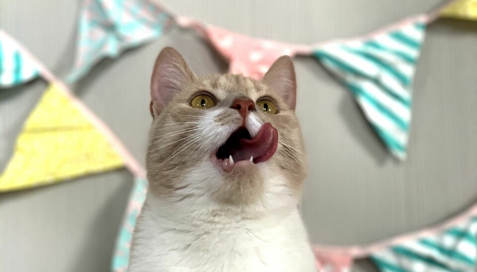 En katt som ser opp mens den slikker seg rundt munnen.