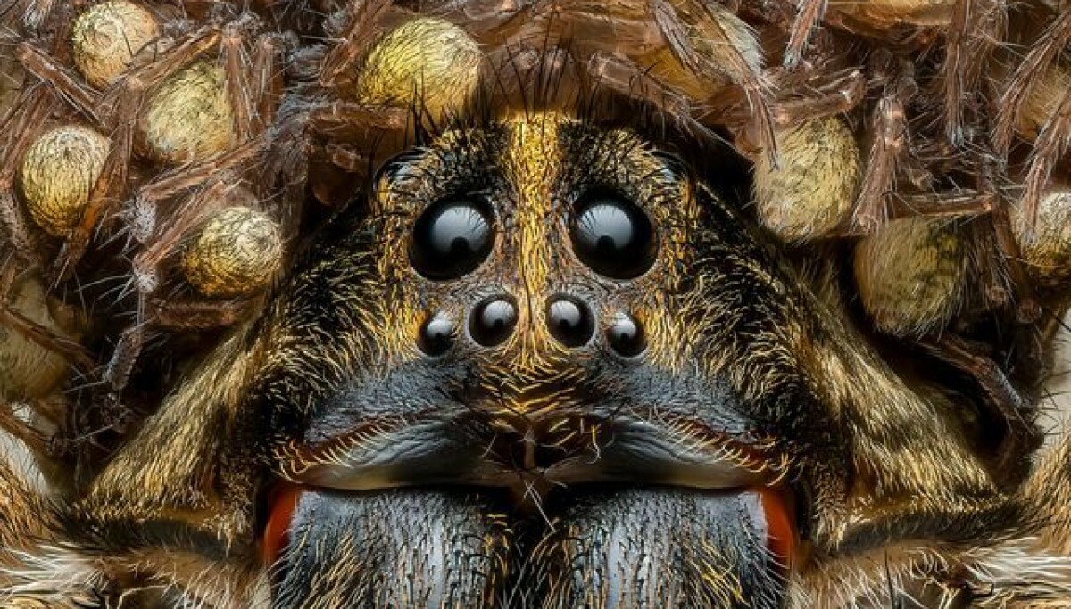 Edderkopp Bruker Unger Som hatt Se De Prisvinnende Naturbildene edderkopp-bruker-unger-som-hatt-se-de-prisvinnende-naturbildene