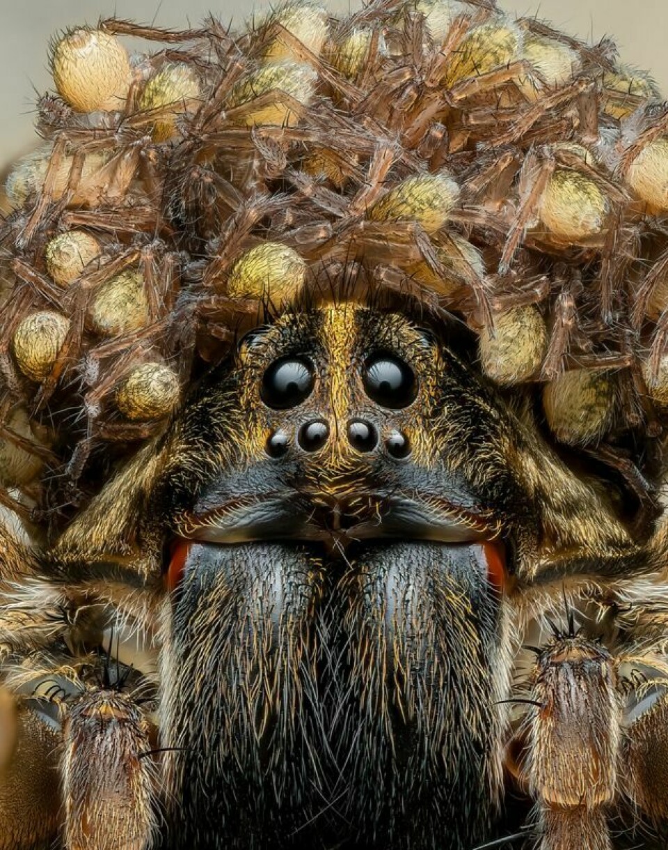 Edderkoppen har ungene sine på hodet.