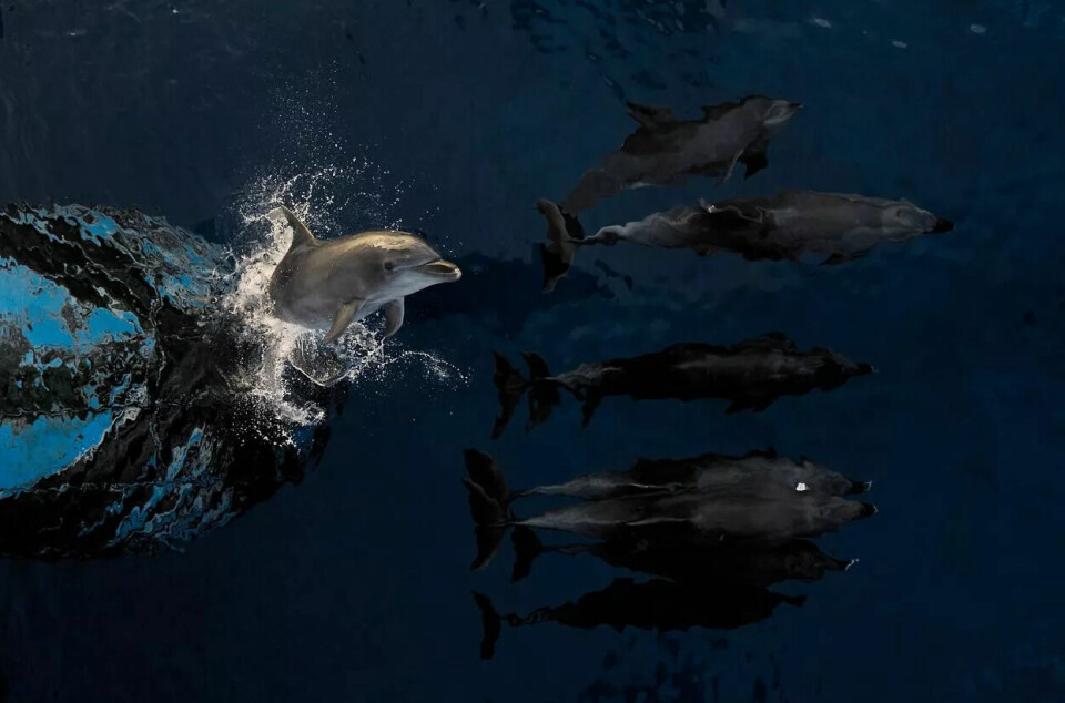 Delfiner svømmer ved Rangiroa-atollen.