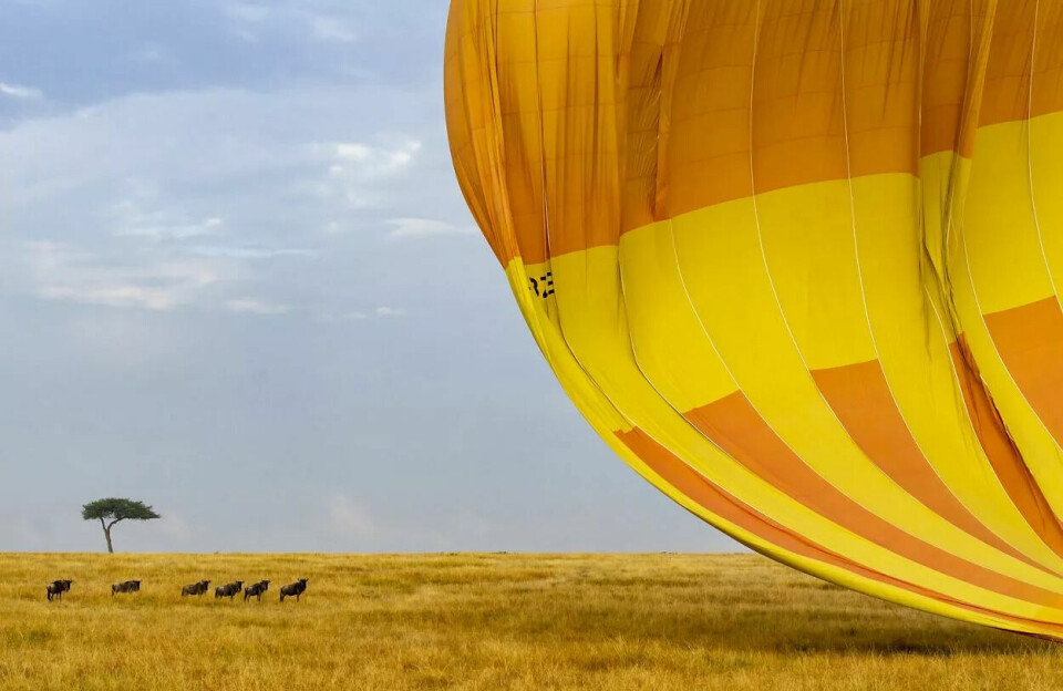Gnuer ser på en luftballong som lander.