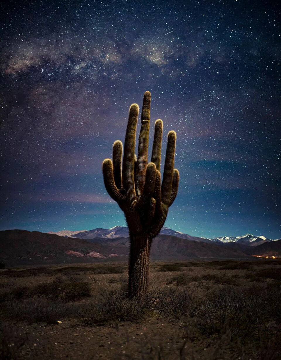 Kaktus foran stjernehimmel i Argentina.