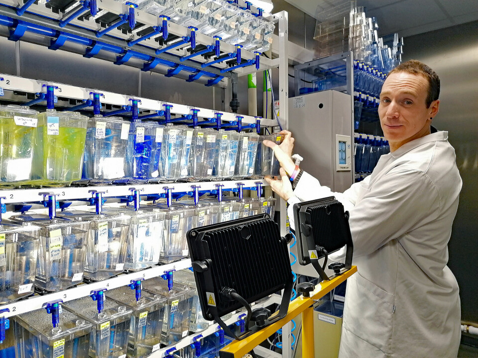Romain Fontaine i laboratoriet hvor forskerne lyssetter fisketanker med de samme lysnivåene de har funnet ute.