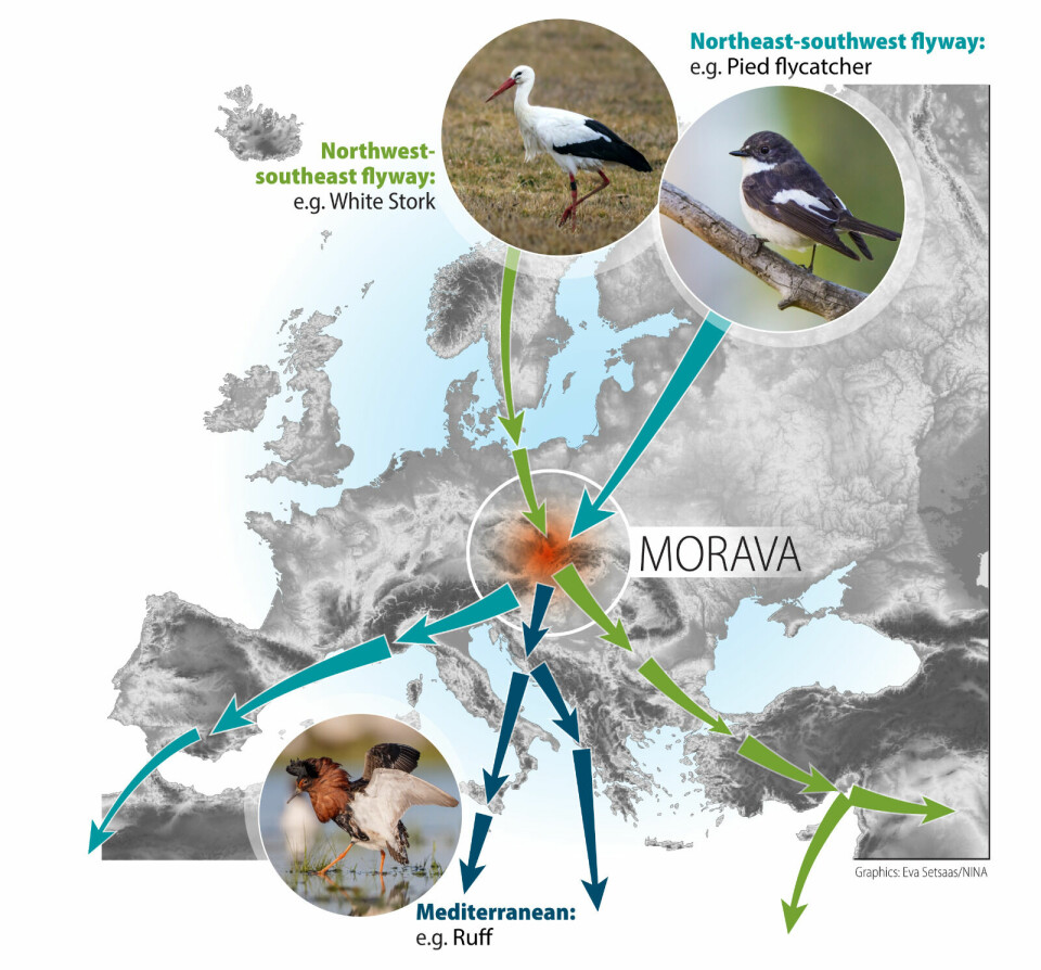 How are Norwegian marshes connected to the Morava wetlands? Migrating birds pass numerous countries on their way from the breeding grounds up north to the overwintering areas in the south, and the opposite way. Bottlenecks along the way may cause ripple effects all along the route.