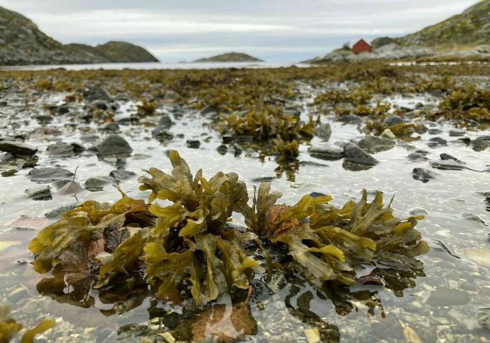 The well-known seaweed species also contribute knowledge about how new species can arise in nature.
