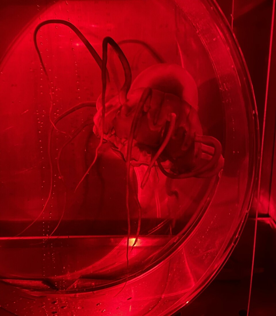 Kronemanet i en av forsøks-tankene. Maneten er opplyst av rødt lys, siden disse skapningene er følsomme for hvitt lys.