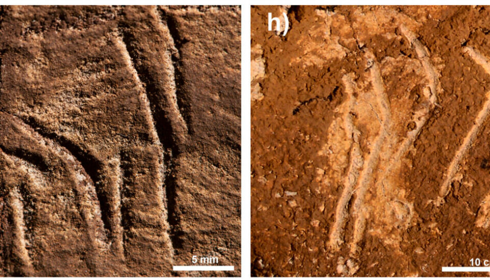Bildet til venstre viser det Lee Berger mener er hulekunst. Til høyre er merker etter klørne til en hulebjørn.
