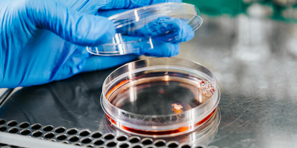 Researchers use petri dishes like this to grown mini-organs from skin cells.