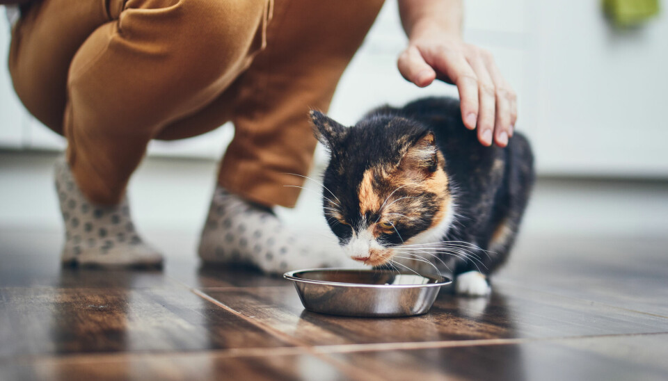 Det kan være vanskelig å si nei når katten ber om mat