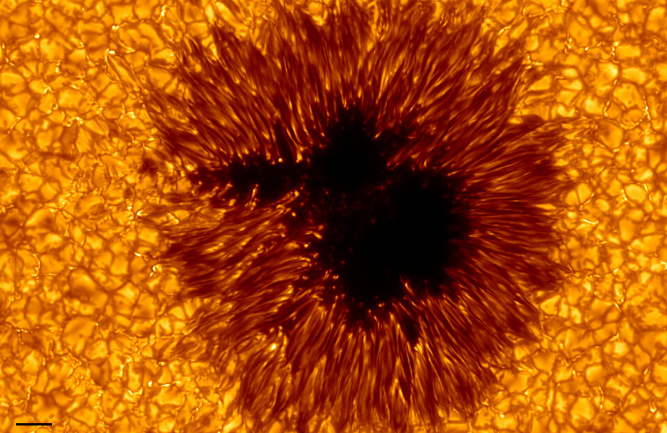 Her har forskerne ved SST sett på en solflekk. Legg merke til linjene med gass som strømmer ut fra midten - som fine hår.