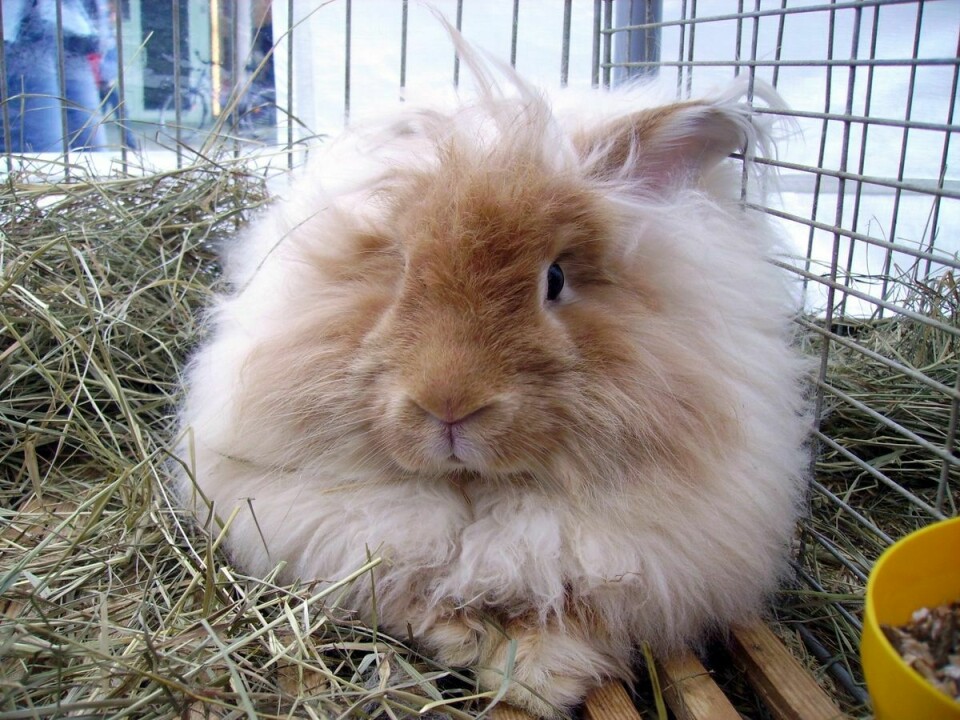Angorakanin er en mellomstor kanin som blir brukt i ullproduksjon.